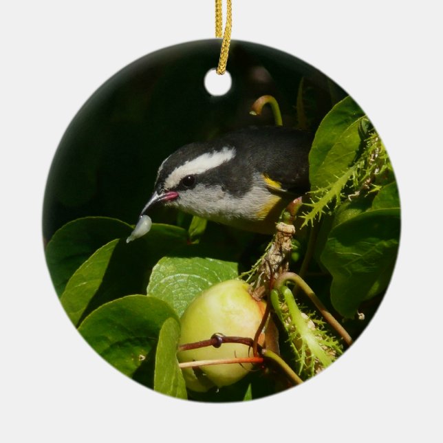Bananaquit Bird essen tropische Fotografie Keramikornament (Vorne)