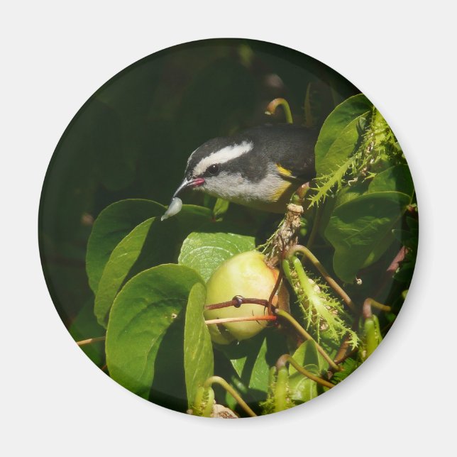 Bananaquit Bird essen tropische Fotografie Magnet (Vorne)