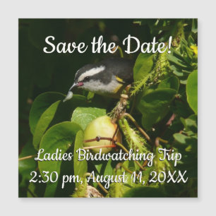 Bananaquit Bird essen tropische Fotografie Magnetkarte