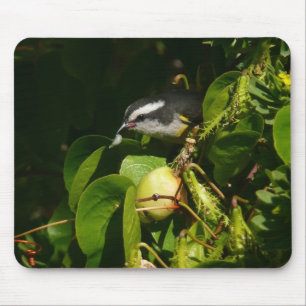 Bananaquit Bird essen tropische Fotografie Mousepad