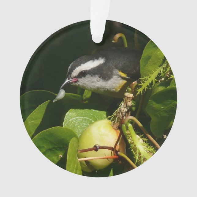 Bananaquit Bird essen tropische Fotografie Ornament (Vorderseite)