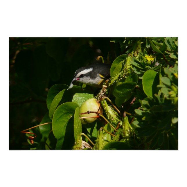 Bananaquit Bird essen tropische Fotografie Poster (Vorderseite)
