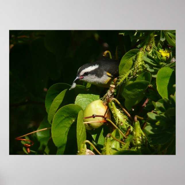 Bananaquit Bird essen tropische Fotografie Poster (Vorne)