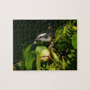 Bananaquit Bird essen tropische Fotografie Puzzle