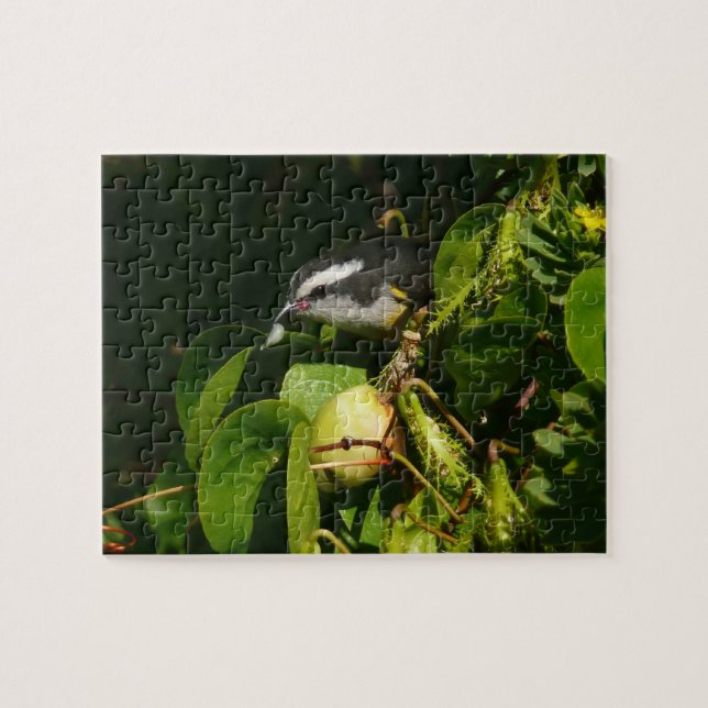 Bananaquit Bird essen tropische Fotografie Puzzle (Horizontal)