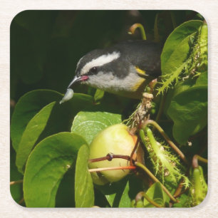 Bananaquit Bird essen tropische Fotografie Rechteckiger Pappuntersetzer