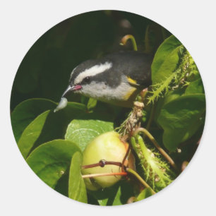 Bananaquit Bird essen tropische Fotografie Runder Aufkleber