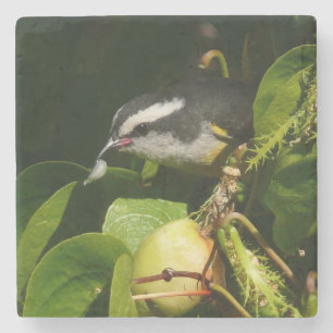 Bananaquit Bird essen tropische Fotografie Steinuntersetzer