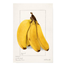 Bananas (Musa) 1904