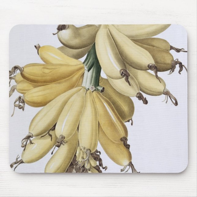 Banane, 1816 mousepad (Vorne)