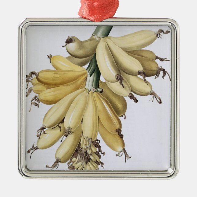 Banane, 1816 silbernes ornament (Vorne)