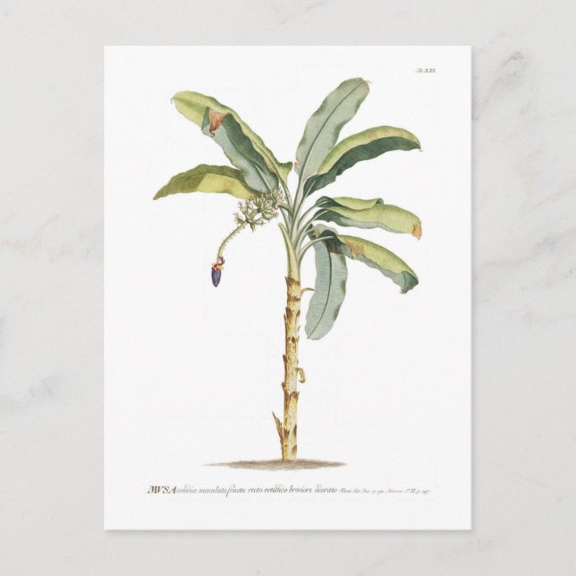 Banane Postkarte (Vorderseite)