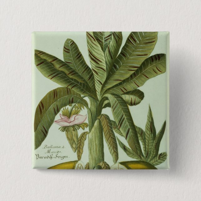 Banane, von Phytanthoza Iconographi J.weinmanns Button (Vorderseite)