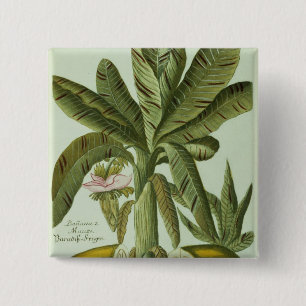 Banane, von Phytanthoza Iconographi J.weinmanns Button