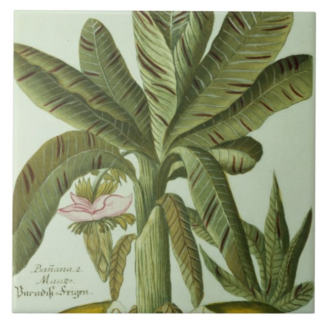 Banane, von Phytanthoza Iconographi J.weinmanns Fliese (Vorderseite)