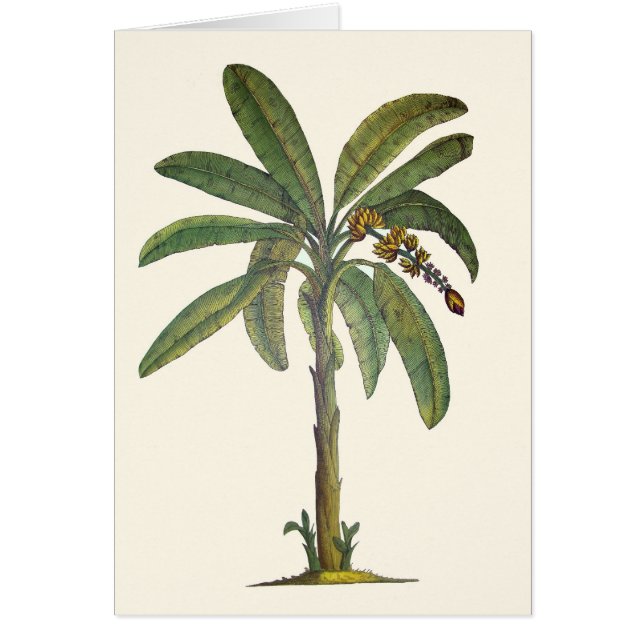 Bananen-Baum botanisch (Vorne)