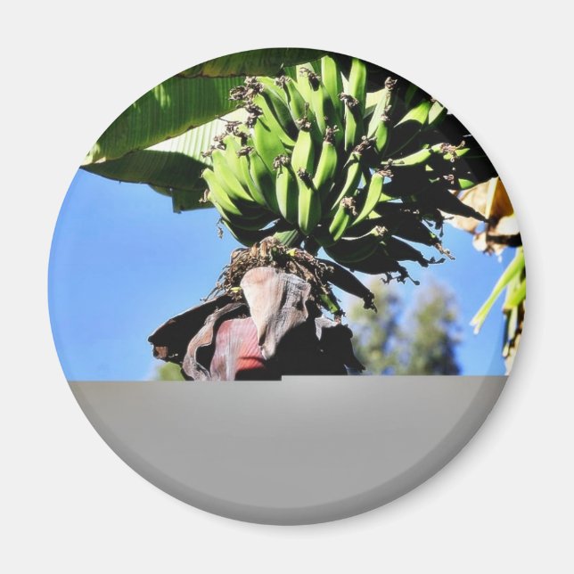 Bananen Frucht Magnet (Vorne)