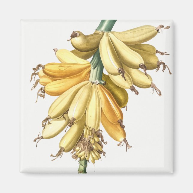 Bananen Magnet (Vorne)