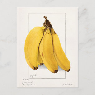 Bananen (Musa) Frucht Aquarellmalerei Postkarte