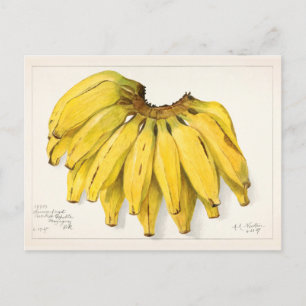 Bananen (Musa) Frucht Aquarellmalerei Postkarte