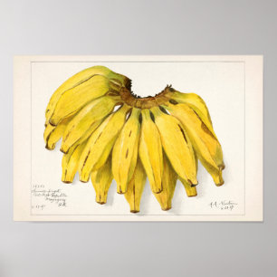 Bananen (Musa) Fruchtfarben Poster