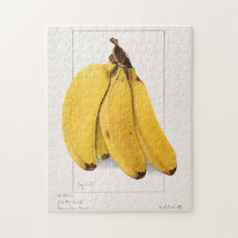 Bananen (Musa) Fruchtfarben Puzzle