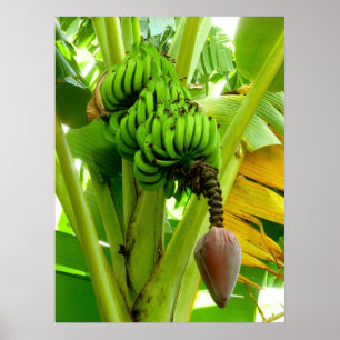 Bananen-Pflanze Poster
