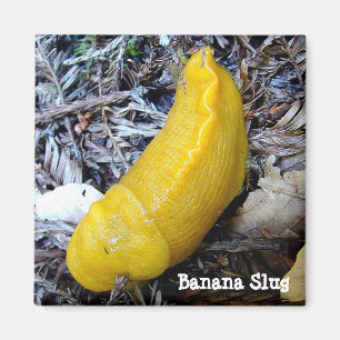 Bananen-Schnecken-Magnet Magnet