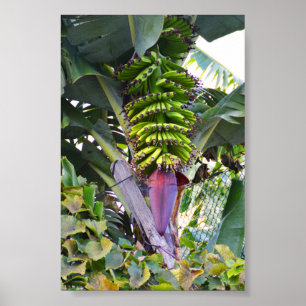 Bananenbaum auf Madeira Poster