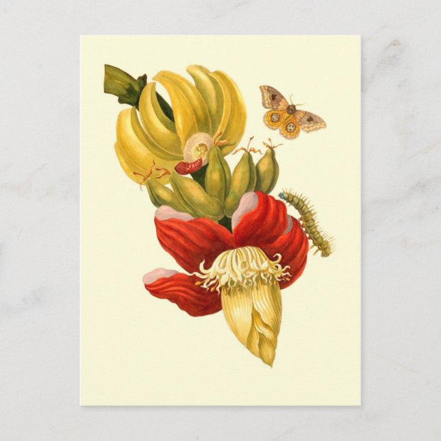 Bananenbaum-Blume Vintag Botanische Schrift Postkarte (Vorderseite)