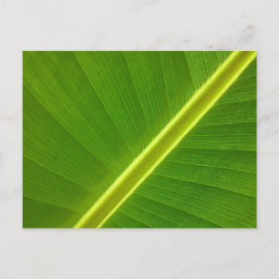 Bananenblatt Makro Postkarte