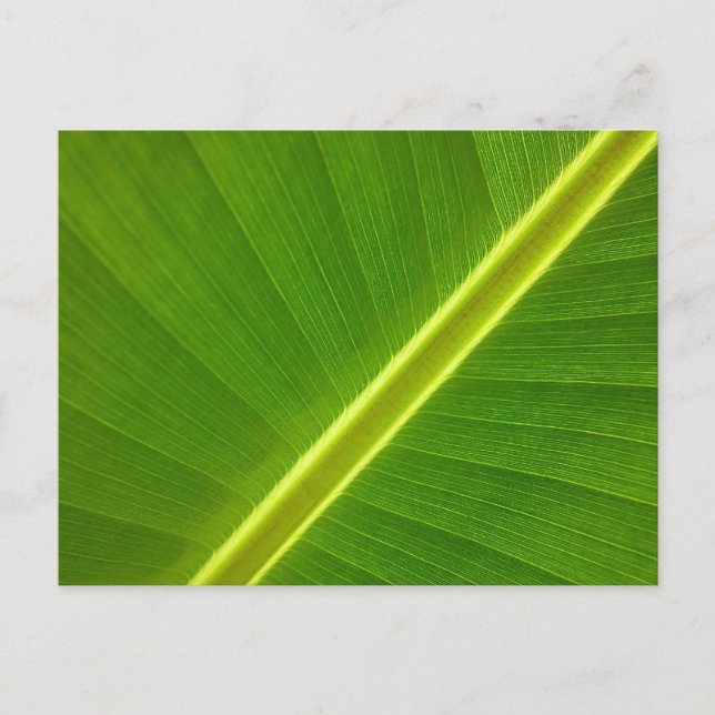 Bananenblatt Postkarte (Vorderseite)