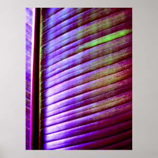 (Bananenblätter) Plakatwerbung Poster