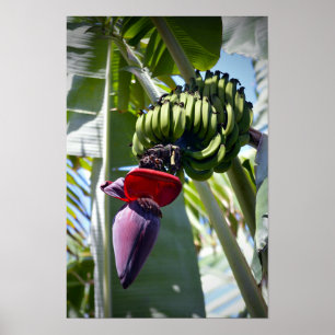 Bananenessen und Blume Stalk Poster