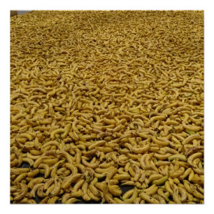 Bananenrepublik 20" x 20",Posterpapier,Halbglanz Poster