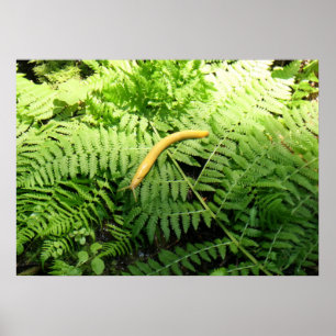 Bananenschnecke auf Farnen I Poster