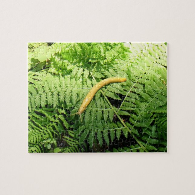 Bananenschnecke auf Farnen I Puzzle (Horizontal)