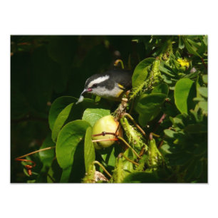 Bananquit-Vogel frisst tropische Fotografie