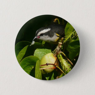Bananquit-Vogel frisst tropische Fotografie Button