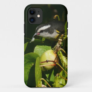 Bananquit-Vogel frisst tropische Fotografie Case-Mate iPhone Hülle