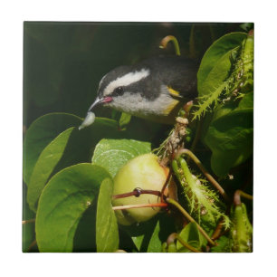 Bananquit-Vogel frisst tropische Fotografie Fliese