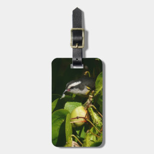 Bananquit-Vogel frisst tropische Fotografie Gepäckanhänger