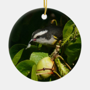 Bananquit-Vogel frisst tropische Fotografie Keramikornament