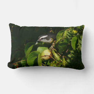 Bananquit-Vogel frisst tropische Fotografie Lendenkissen