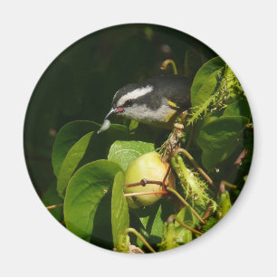 Bananquit-Vogel frisst tropische Fotografie Magnet