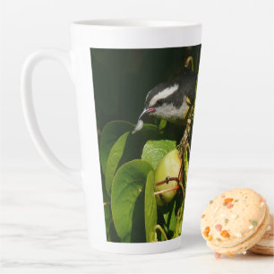 Bananquit-Vogel frisst tropische Fotografie Milchtasse