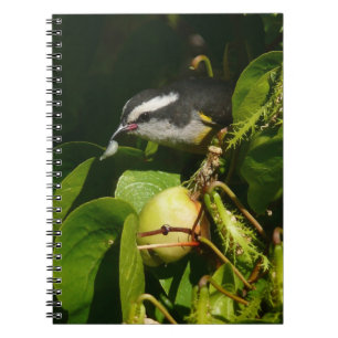 Bananquit-Vogel frisst tropische Fotografie Notizblock