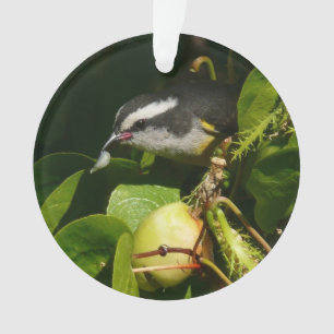 Bananquit-Vogel frisst tropische Fotografie Ornament