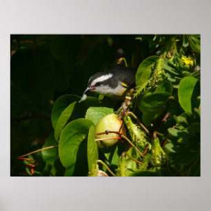 Bananquit-Vogel frisst tropische Fotografie Poster