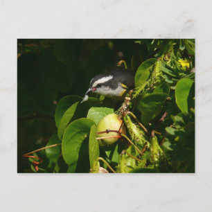 Bananquit-Vogel frisst tropische Fotografie Postkarte
